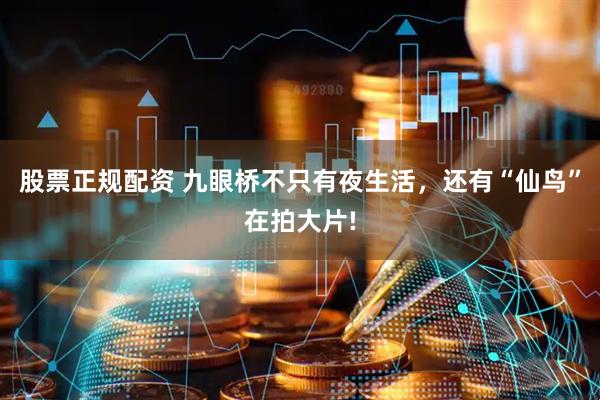 股票正规配资 九眼桥不只有夜生活，还有“仙鸟”在拍大片!